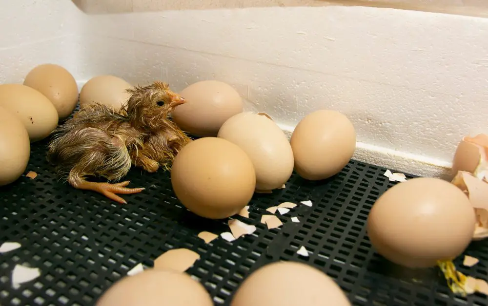 Chicken eggs incubating is more than just science; it's a timeless tradition that links us to our agricultural roots.