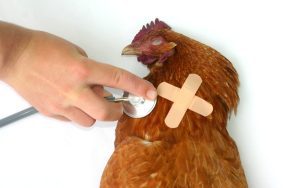 Know the common chicken health issues and prevent them.