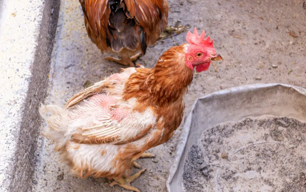 Weight loss, diminished egg production, and a state of general weakness can be induced by internal parasites like worms.