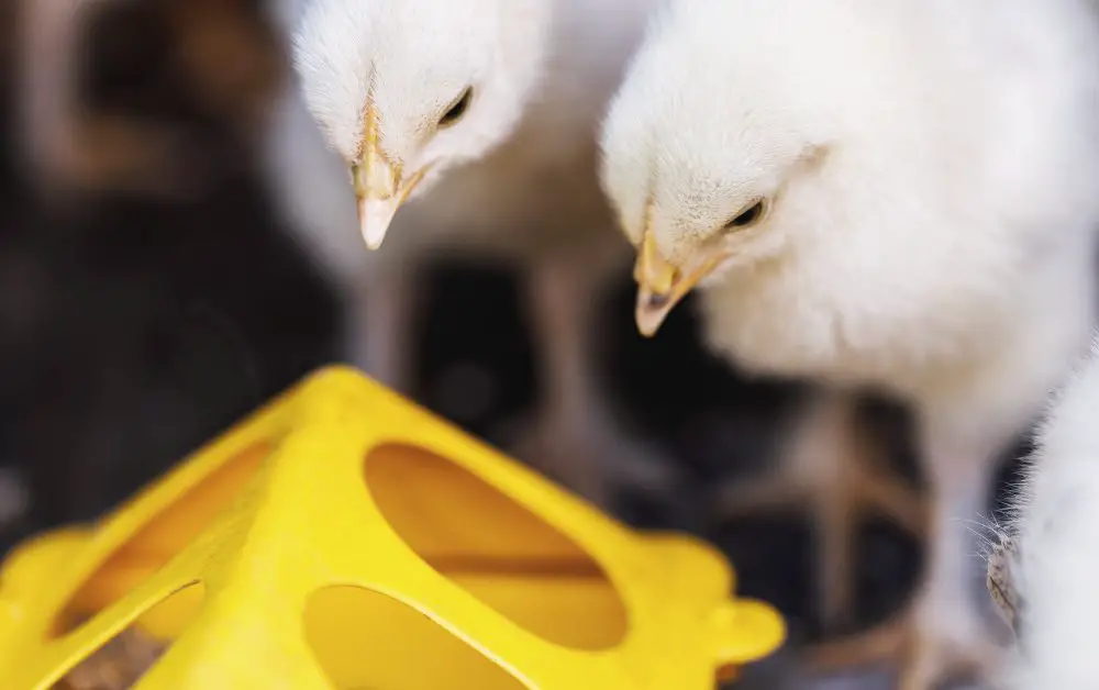 The essence of the chicken keeper's toolkit is a commitment to the well-being of your flock, the pursuit of sustainability, and the joy of participating in a time-honored tradition that connects you with your food source.