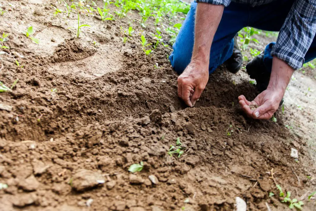 A man planting seeds during the in-ground gardening process.