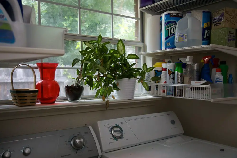 An image of laundry shelves holding supplies in front of a window. 