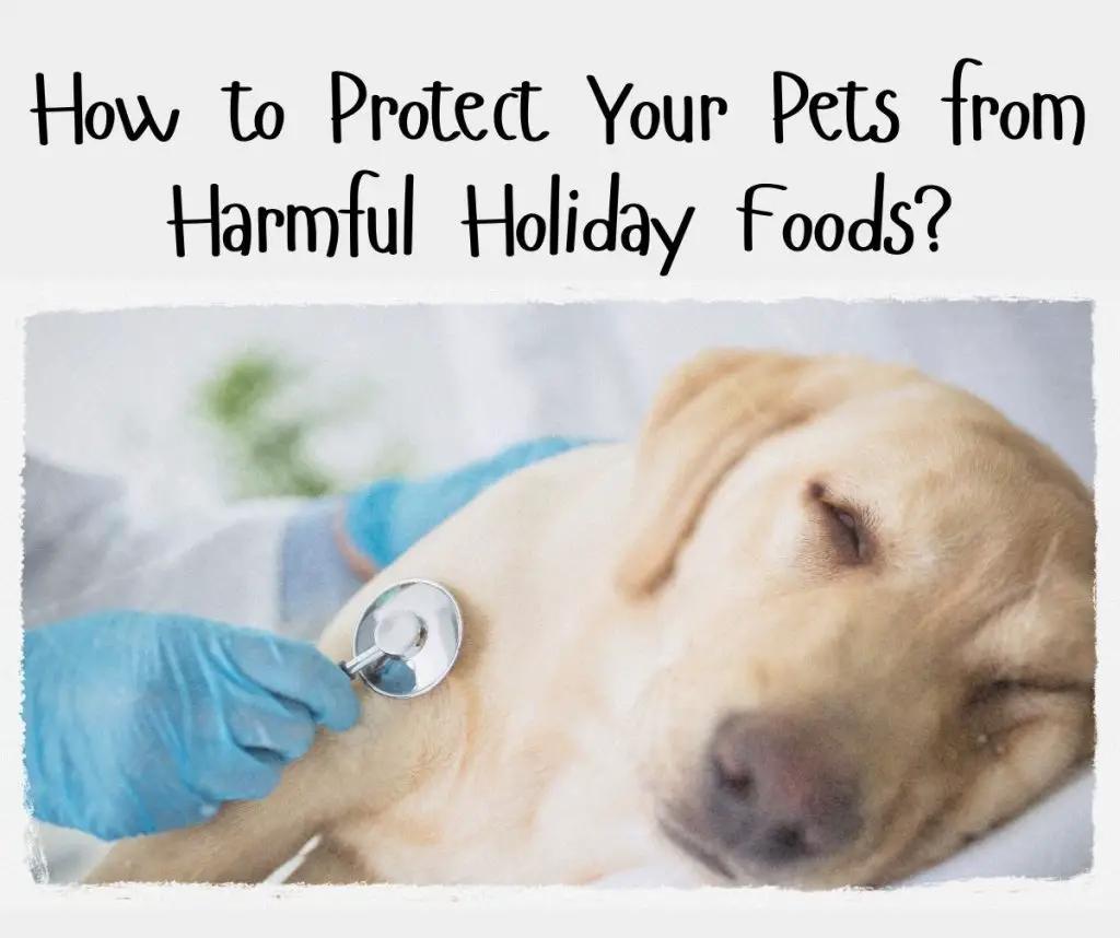 Festive Food Hazards: How to Protect Your Pets This Christmas!