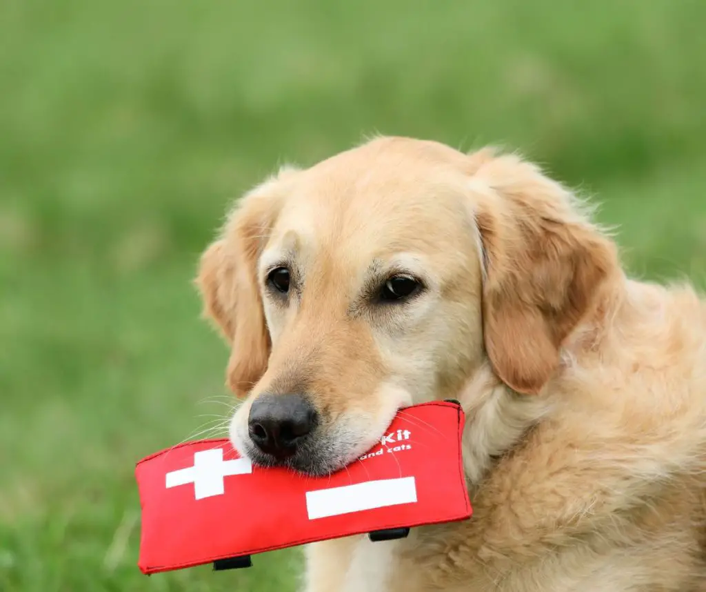 Prepare your pet's first aid kit.