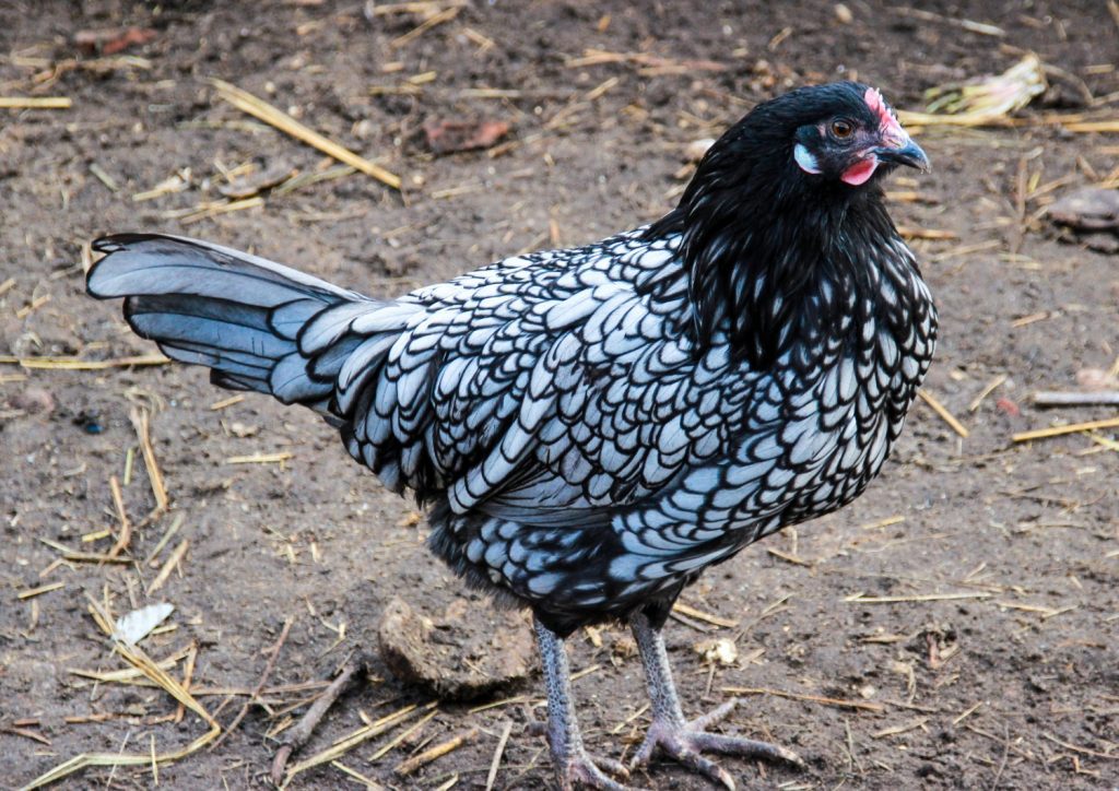 ancona chicken breed