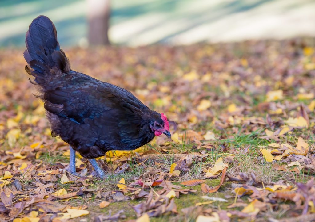 Australorp Hen Foraging in the Fall Leaves