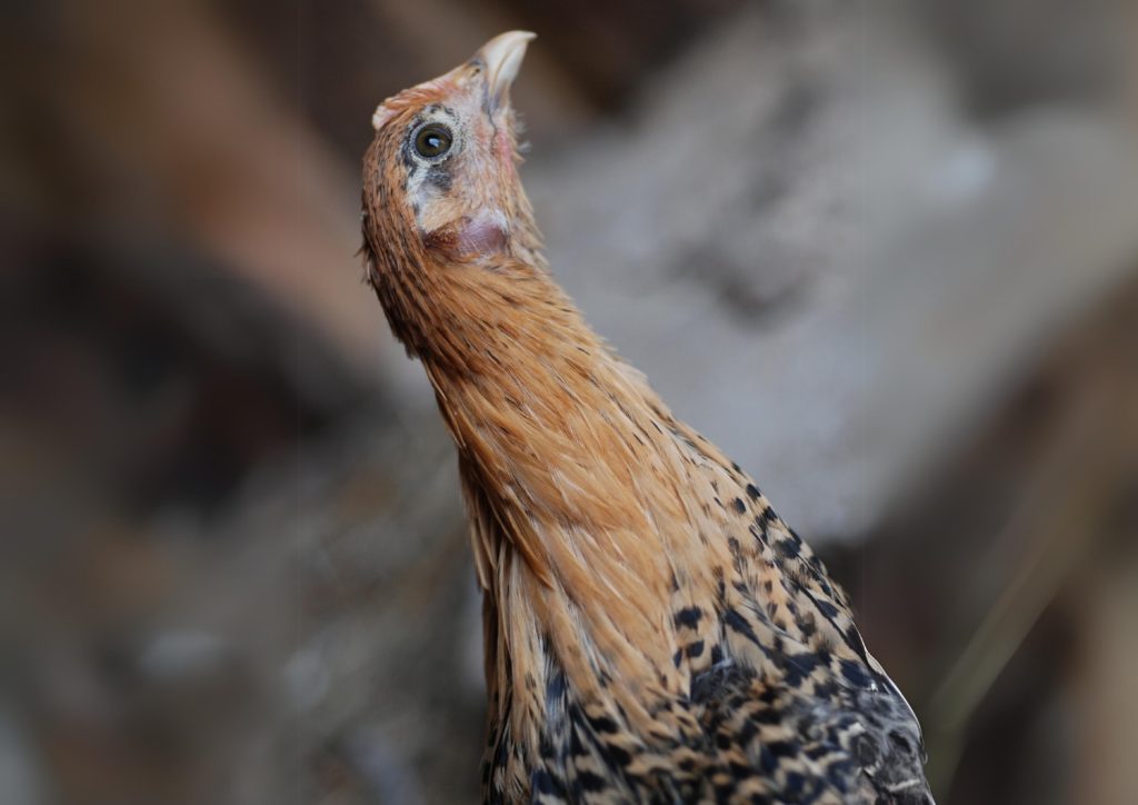 Inquisitive Golden Campine