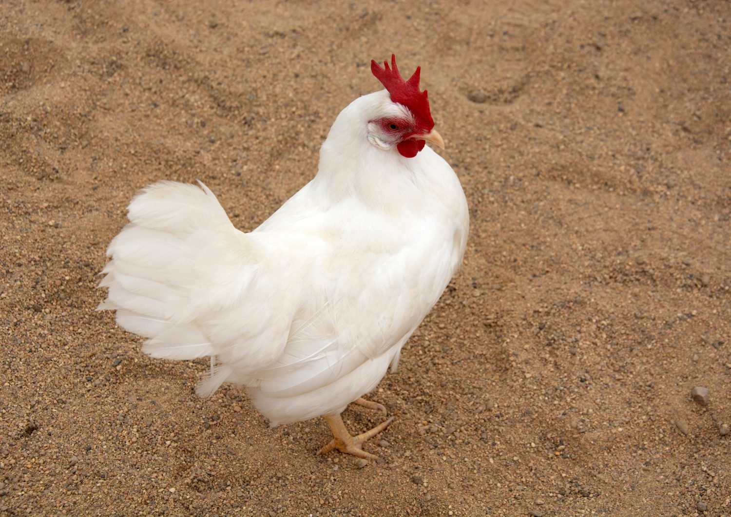 Leghorn is also a prominent choice among backyard chicken breeds