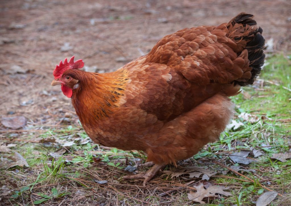 Rhode Island Red is one of the best backyard chicken breeds for you to keep