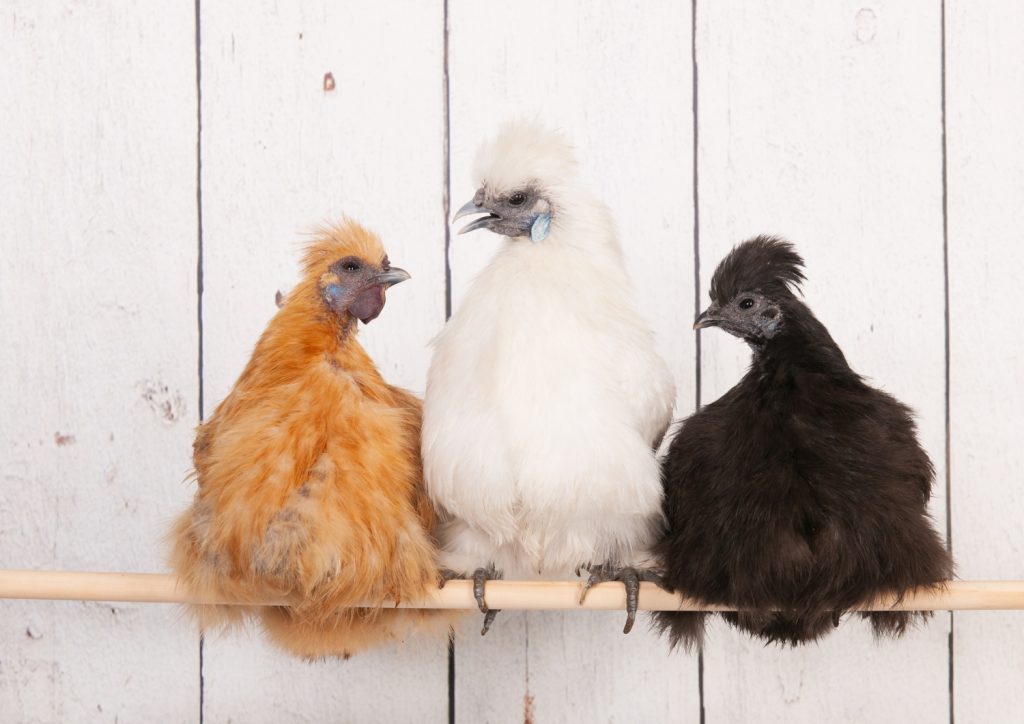 Silkie Chickens in a Henhouse