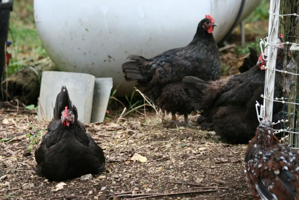 An image of a popular chicken breed.