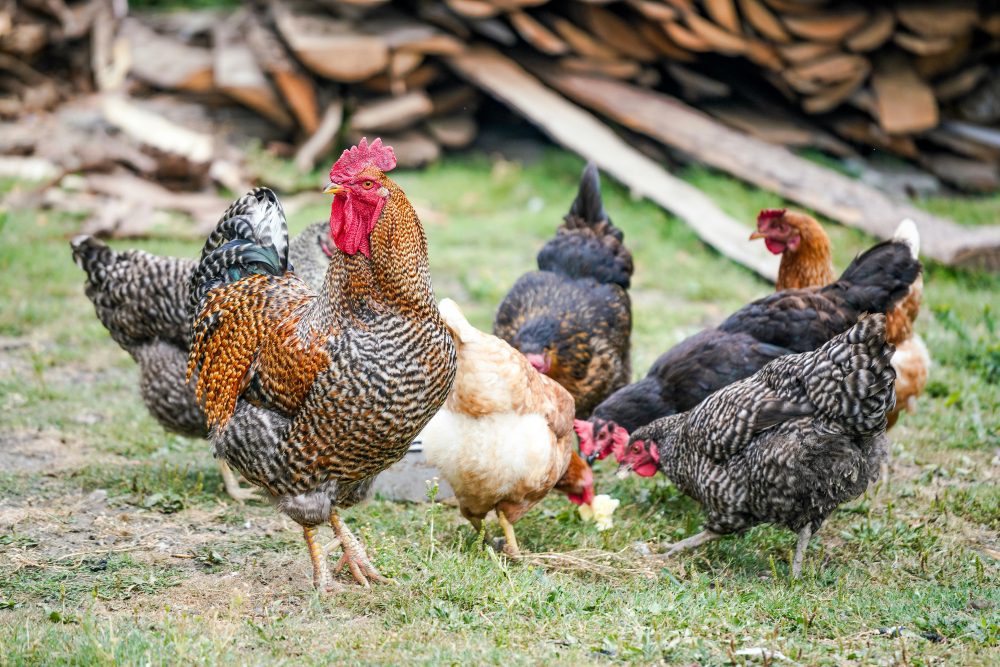 An image of chickens.