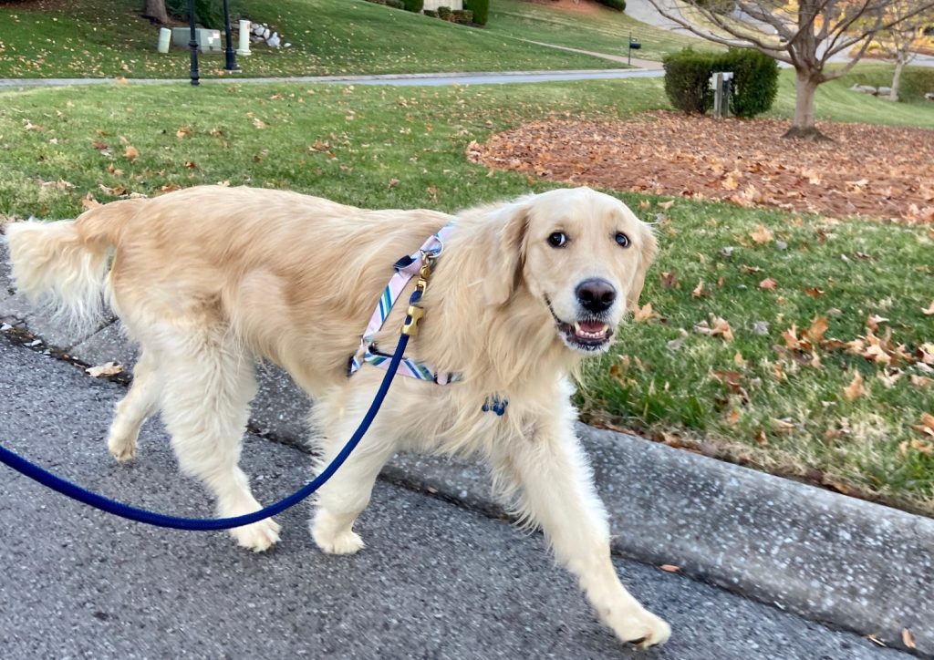 Happy Golden Retriever on a walk