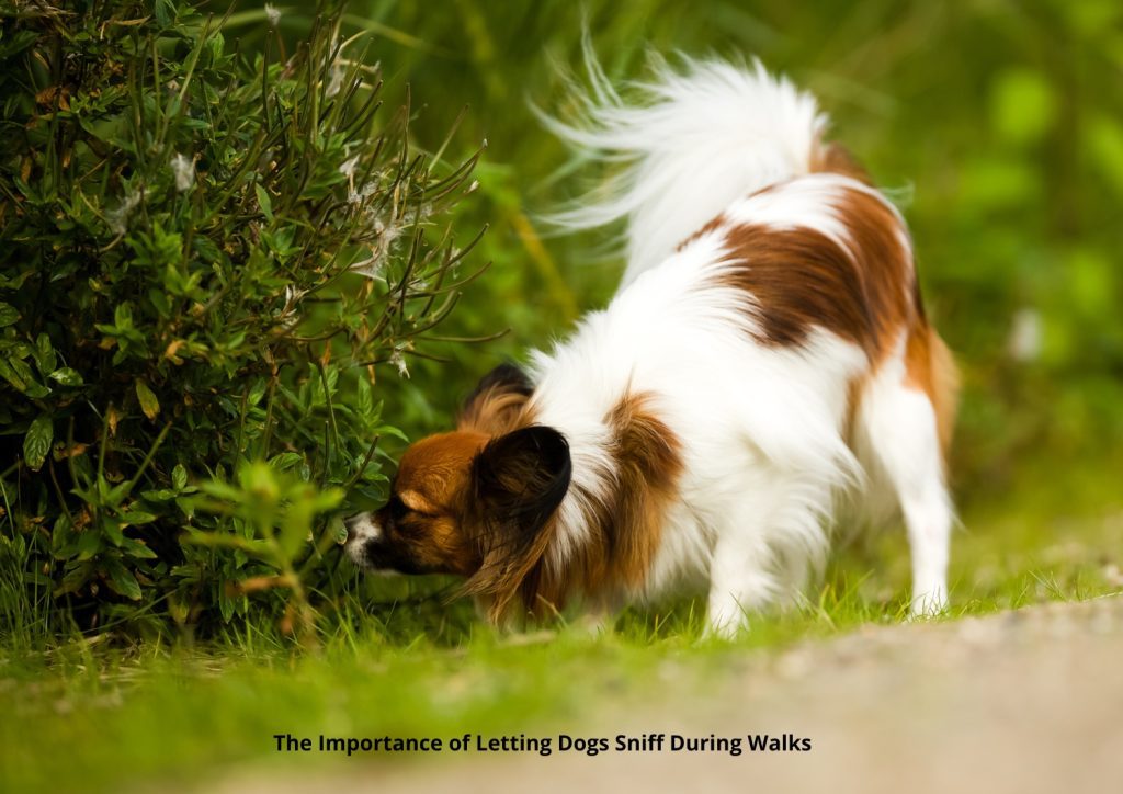 an image of a dog sniffing