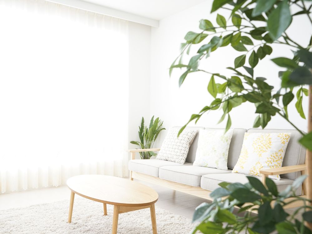 An image of a living room with plants and a white wall. 