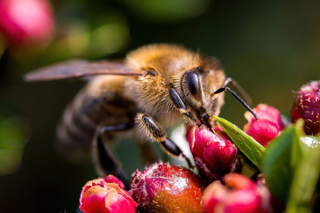 Honey: The sweet, eternal treat!