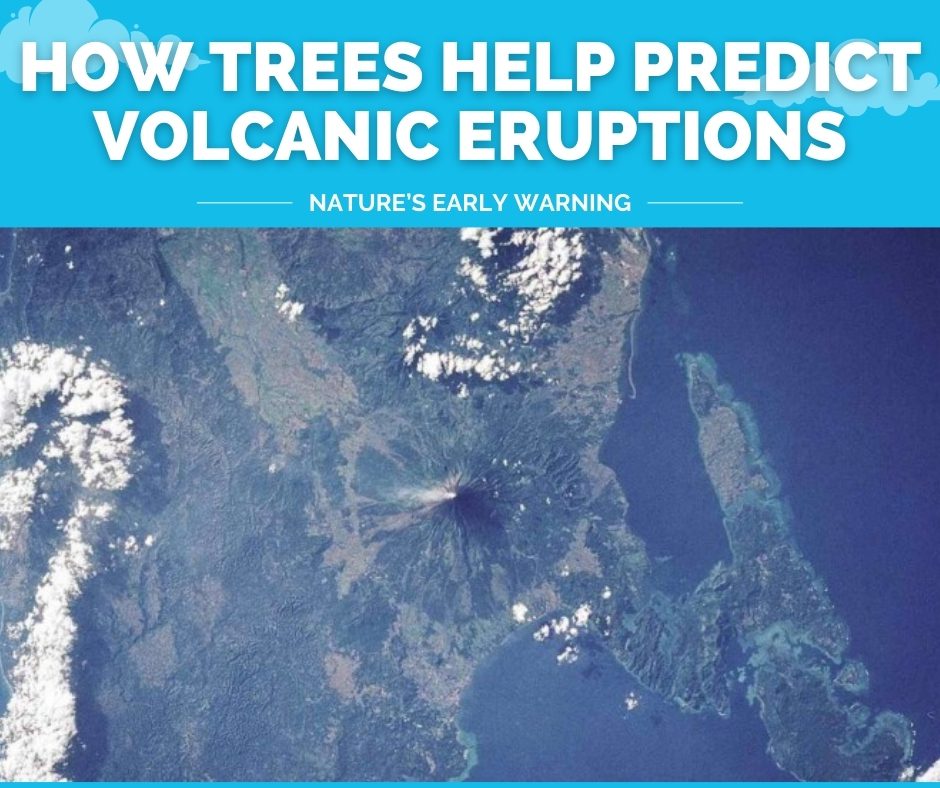 How Trees Help Predict Volcanic Eruptions