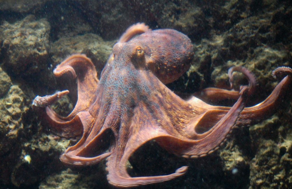 An image of an octopus. 