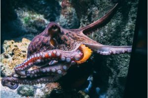 An image of an octopus.