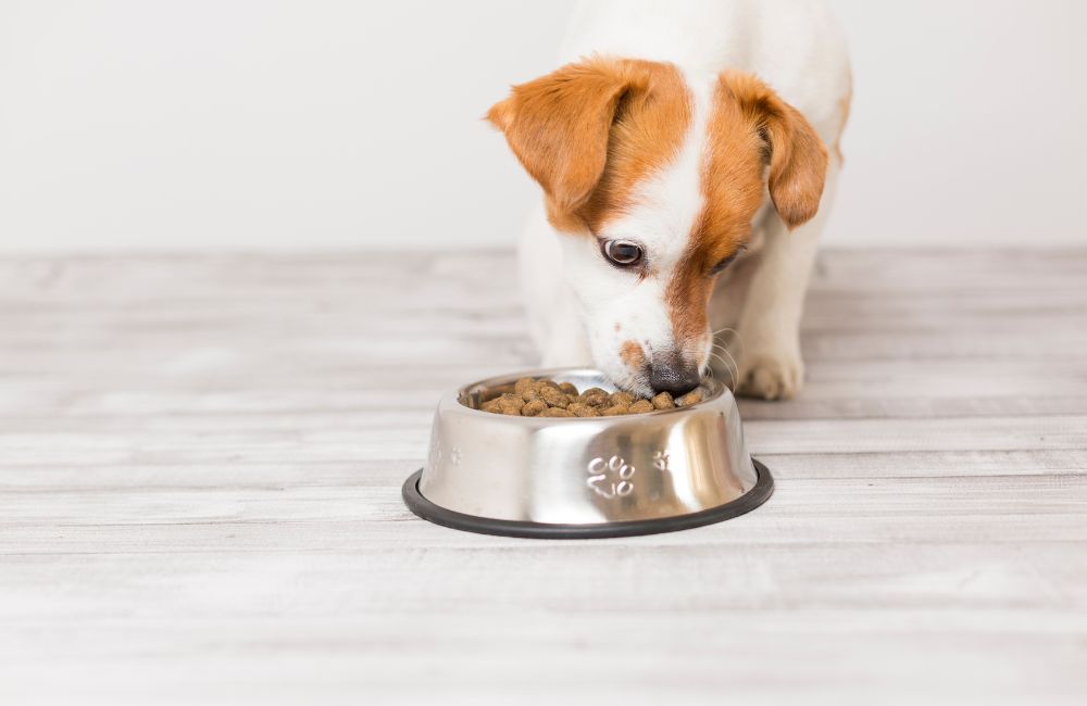 An image of a dog eating. 