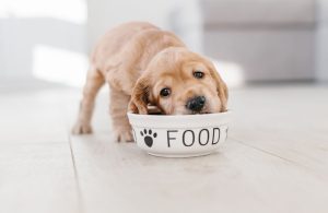 An image of a dog eating dog food for an article about what can dogs not eat?