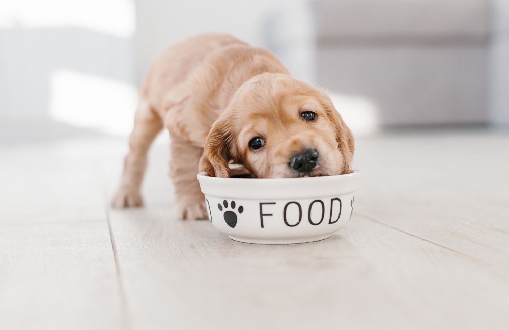 An image of a dog eating dog food for an article about what can dogs not eat?