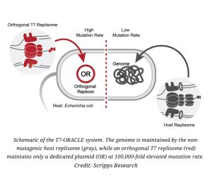 Schematic of the T7-ORACLE system. The genome is maintained by the non-mutagenic host replisome (gray), while an orthogonal T7 replisome (red) maintains only a dedicated plasmid (OR) at 100,000-fold elevated mutation rate.