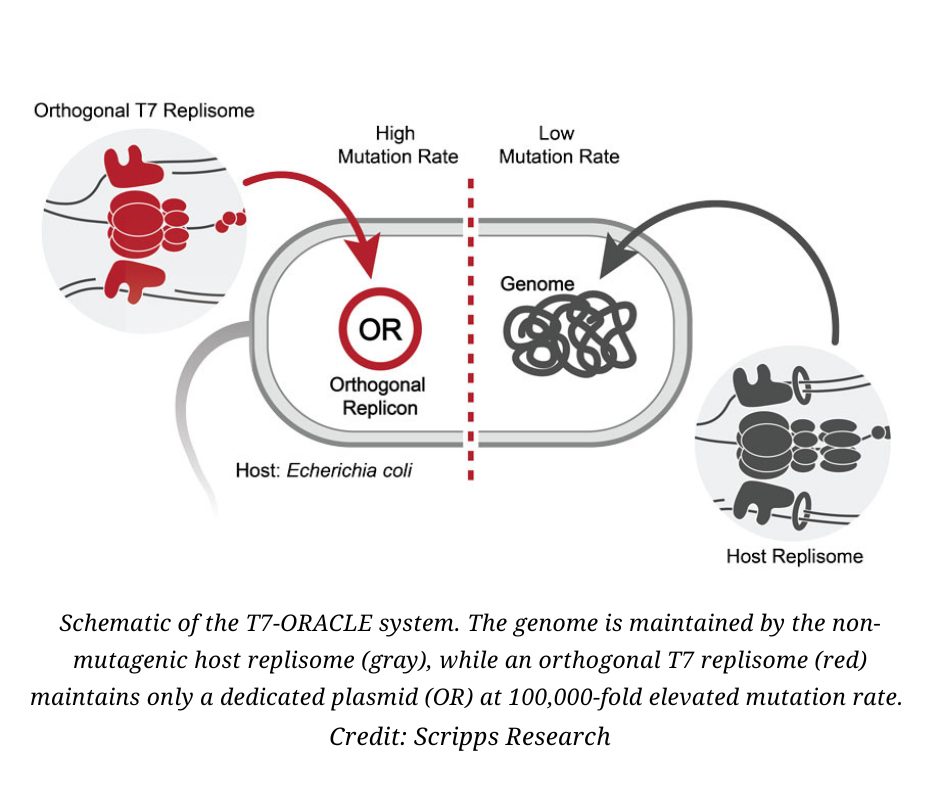 Schematic of the T7-ORACLE system. The genome is maintained by the non-mutagenic host replisome (gray), while an orthogonal T7 replisome (red) maintains only a dedicated plasmid (OR) at 100,000-fold elevated mutation rate.