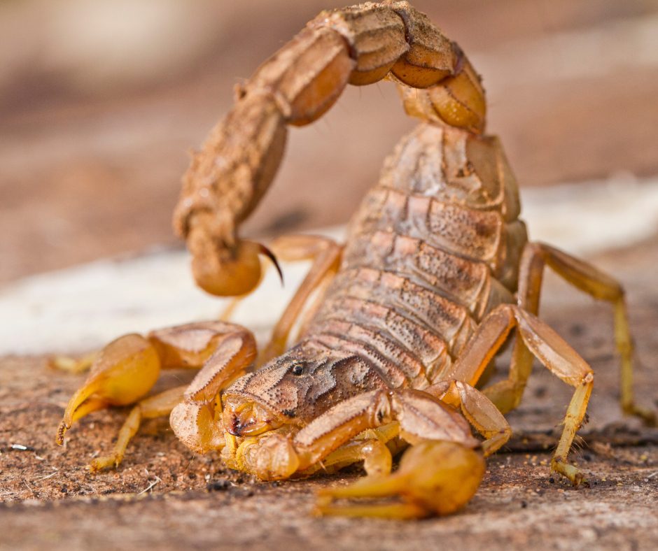An image of a scorpion